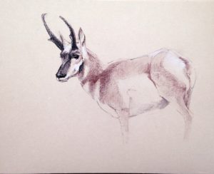 "Pronghorn Sketch," sketch exploring a commissioned piece